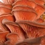 Naučnici otkrili da ergotionein u pečurkama značajno produžava životni vek ljudi