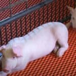 ISPLIVALA zvanična agenda: Procureli vladin izveštaj upozorava da se smrtonosna svinjska kuga „očekuje u Britaniji“