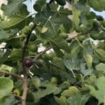 3 namirnice za borbu protiv raka koje korumpirani medicinski sistem nikada neće promovisati