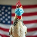 Izborna i virusna histerija! U Americi "otkriven" još jedan slučaj ptičjeg gripa kod ljudi