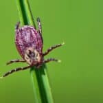 Medicinski istraživač sa Stanforda: „Lajmska bolest je stvorena kao biološko oružje“