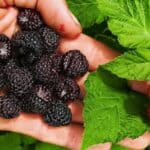 Da li je konvencionalno lečenje raka uspešno i postoje li alternative?