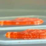 Ministarstvo odbrane SAD finansira proizvođača lažnog mesa koji koristi protein gljivica