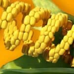 Genetski modifikovani usevi: rastuća pretnja po zdravlje i životnu sredinu