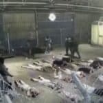 Izveštaj UN potvrđuje MASOVNO SILOVANJE palestinskih talaca u izraelskim logorima za mučenje