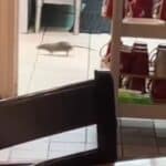 Alarmantno stanje u Americi! U toku je najezda pacova