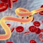 Paraziti su ubili više ljudi nego svi ratovi zajedno – da li se vaše telo trenutno bori protiv parazita?