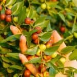 Studije pokazuju da ova tri biljna leka mogu preokrenuti demenciju