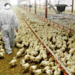 POKOLJ! Kalifornija ubila 1,5 miliona pilića zbog "PTIČJEG GRIPA"