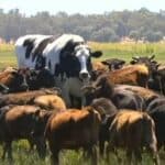 Džef Bezos se bori protiv "klimatskih promena": Davaće mRNA injekcije milionima krava u Velikoj Britaniji kako bi smanjili emisije metana goveda