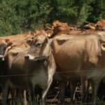 LUDILO! Danska počinje da oporezuje podrigivanje, prdenje i izmet životinja