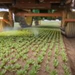 Da li je stiglo rešenje za korove? Precizno lasersko uklanjanje korova velikom brzinom