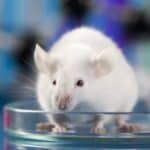 Studija: 5G zračenje menja moždano tkivo kod laboratorijskih pacova