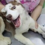 Uobičajena vakcina za pse povezana sa masovnim smrtnim slučajevima pasa