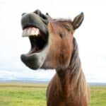 Panika 2.0: Stručnjaci tvrde da bi konji mogli biti uzrok sledeće pandemije