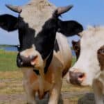 Britanska vlada nalaže korišćenje suplementa za ishranu krava koji smanjuje metan – ali koja je cena po zdravlje?