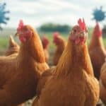 Ptičiji grip je stigao: Kako mediji postavljaju pozornicu za novu epidemiju