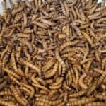 Građani EU uskoro će moći da jedu hleb od crva