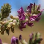 Kalifornijski regulatori zaustavili projekat prevencije požara kako bi spasili retke grmove