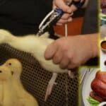 Naučnici upozoravaju da svi mogu primiti mRNA injekcije preko hrane iako to ne žele