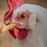 Svi potvrđeni slučajevi ptičjeg gripa u SAD su bili BLAGI sa NULA hospitalizacija i ne može se efikasno širiti sa čoveka na čoveka