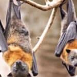 Tanzanija potvrdila izbijanje smrtonosnog virusa Marburg