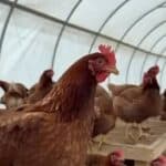 Kina prijavljuje slučajeve ptičjeg gripa kod ljudi – tvrde da su „sporadični“