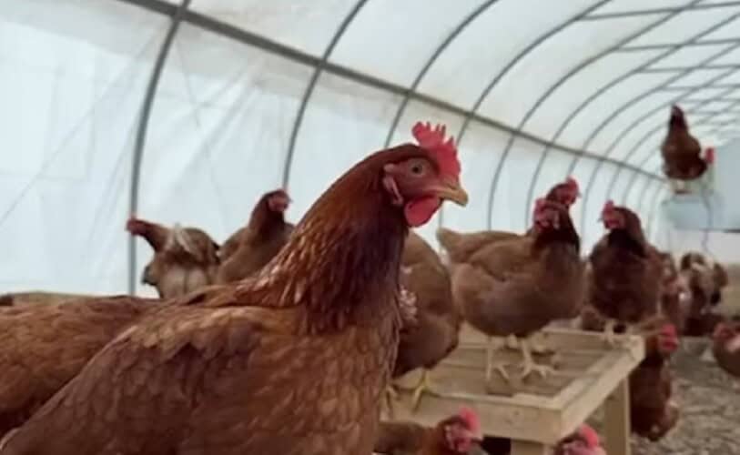 Kina prijavljuje slučajeve ptičjeg gripa kod ljudi – tvrde da su „sporadični“