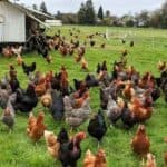 Ptičiji grip kao izgovor za masovno ubijanje: Kako je brutalno istrebljenje životinja postalo „normalno“