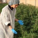 Pušenje marihuane povećava rizik od srčanog udara čak 6 puta, pokazuje studija