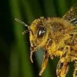 MASOVNO UGINUĆE PČELA U BRITANIJI: Vlada pokrenula kontroverzan program blokiranja Sunca, ekosistemi u opasnosti