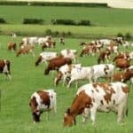 Klimatski plan uništava budućnost farmera: Škotska do 2045. želi da ukloni trećinu goveda i preko dva miliona ovaca