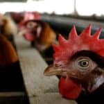 Naučnici stvorili smrtonosni „ptičji grip“ za ljude: Mutirani virus iz laboratorije bi mogao izazvati novu pandemiju