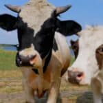 Nova „bolest ludih krava“ otkrivena u Britaniji – prirodna pojava ili slučajnost posle dogovora sa EU?