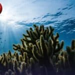 Klimatska prevara veka: Globalisti sada žele da izbacuju CO₂ iz okeana – za naše pare, naravno