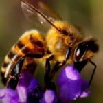 Pčele nestaju alarmantnom brzinom: Kriza koja ugrožava našu hranu i zdravlje