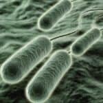 Bakterija koja jede plastiku: Tihi ubica iz bolnica pretvara medicinske uređaje u smrtonosno oružje