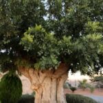 Zločin protiv prirode – Hiljadugodišnji maslinjaci nestaju zbog solarnih farmi u Španiji