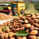 Bademi kao lek: Smanjuju rizik od srčanih bolesti i dijabetesa