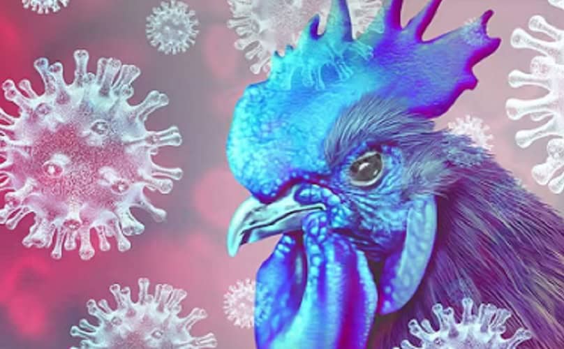 Naučnici stvorili MUTIRANI "Ptičji grip" – 100% SMRTONOSAN za ljude