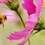 Pčele na ivici opstanka zbog ratova, mikroplastike, pesticida i veštačkog svetla