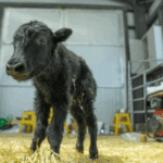 Prvi klonirani jak u Kini