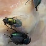 Amerika izbacuje milijarde sterilnih muva iz aviona: Naučni eksperiment ili ekološka bomba?