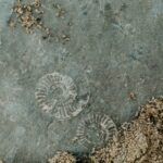 Naučnici pronašli fosil sisara star 74 miliona godina u Čileu