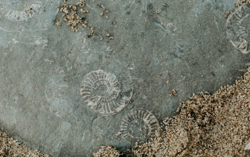 Naučnici pronašli fosil sisara star 74 miliona godina u Čileu