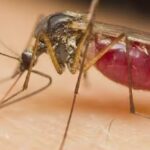 Evropa beleži rekordan broj zaraza koje šire komarci