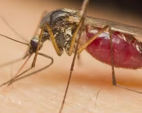 Evropa beleži rekordan broj zaraza koje šire komarci