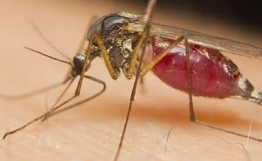 Evropa beleži rekordan broj zaraza koje šire komarci