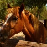 Australija: Fajzerova vakcina povezana sa smrću zdravih konja