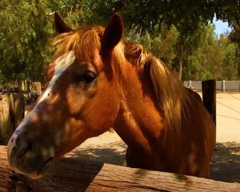 Australija: Fajzerova vakcina povezana sa smrću zdravih konja